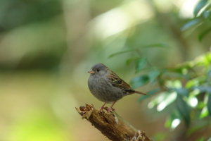 DSC01784R550