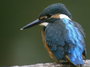 B池のカワセミ B池のカワセミ