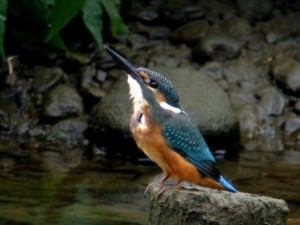 M公園のカワセミ1 M公園のカワセミ1